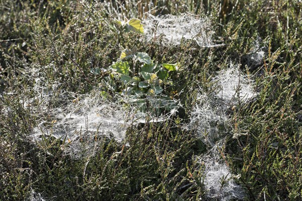 Dove-covered spider webs in ground vegetation