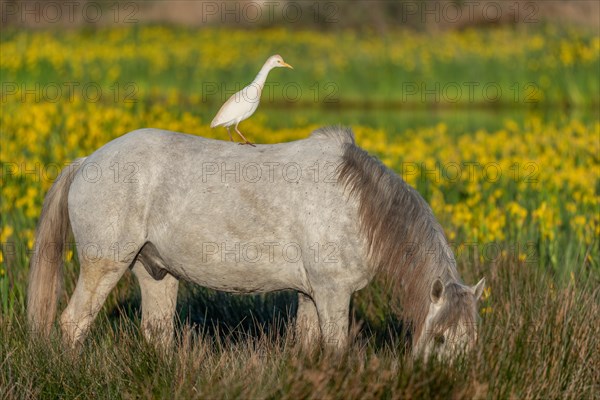 Camargue horse and cattle