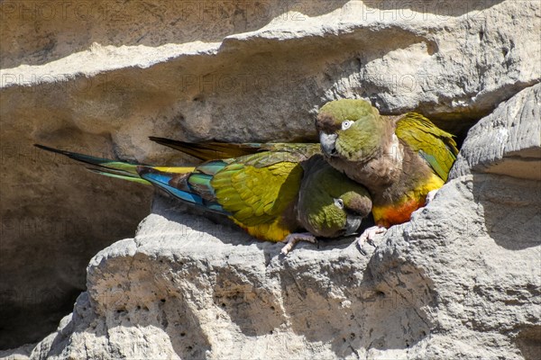 Burrowing parrot