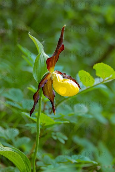 Yellow lady's slipper orchid