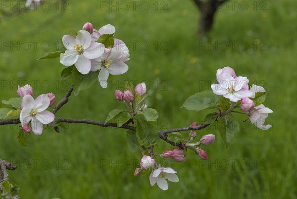 Fruit tree blossom