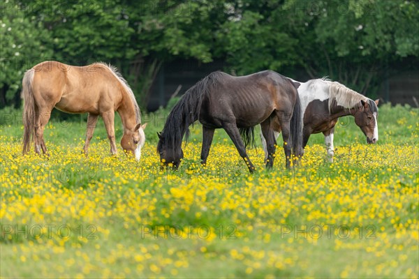 Horse in a green pasture filled with yellow buttercups. Bas-Rhin