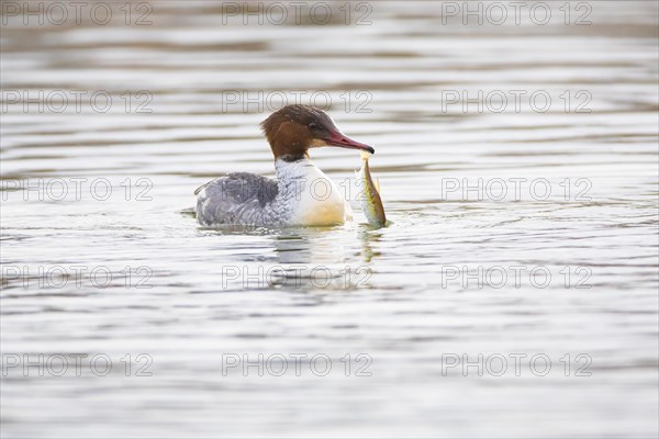 Common merganser