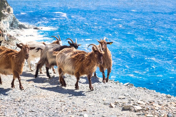 Corsican goats at Cap Corse