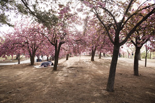 Japanese cherry