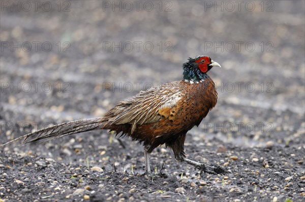 Pheasant