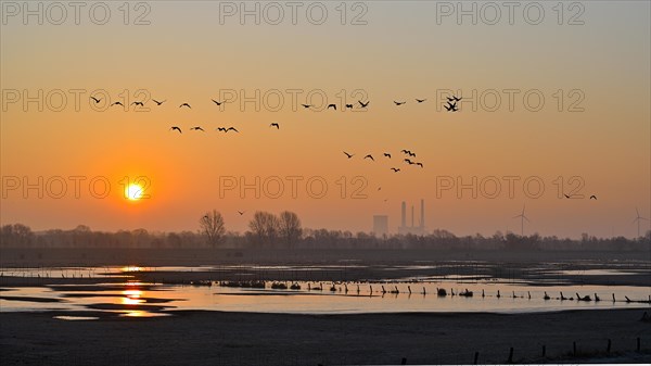Wild geese flying over flooded meadows on the Rhine at dawn
