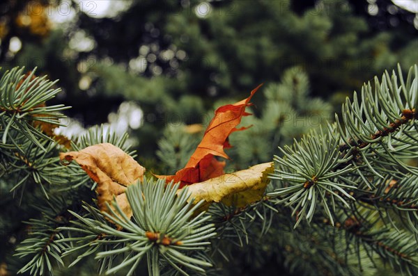 Pine branch with dry leaves. Beautiful bokeh on background. Nature detail close-up. Retro style nature postcard. Nature background