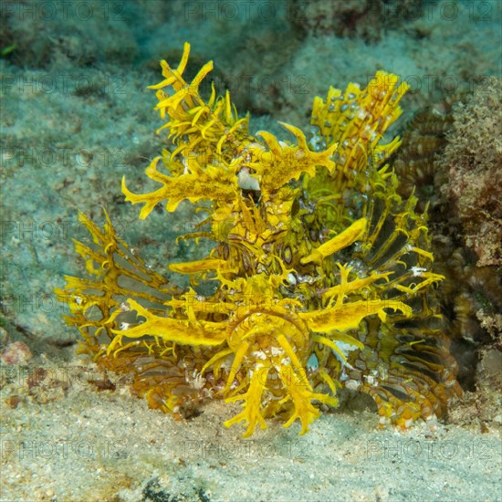 Yellow popeyed scorpionfish