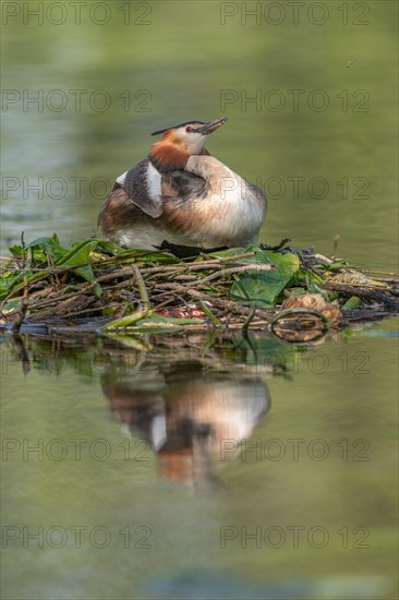 Great Crested Grebe