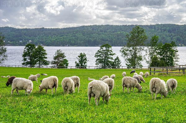 Grazing flock of sheep in a meadow by a lake near Hoegsbyn in Dalsland