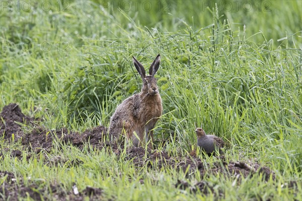 European hare