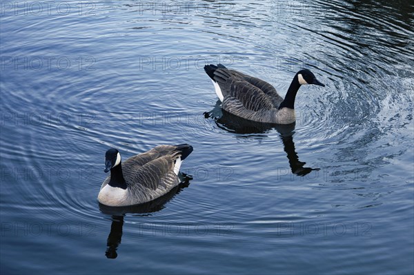 Two Canada geese