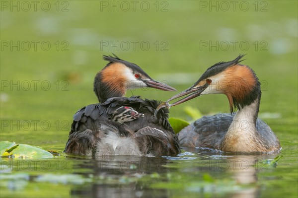 Great Crested Grebe