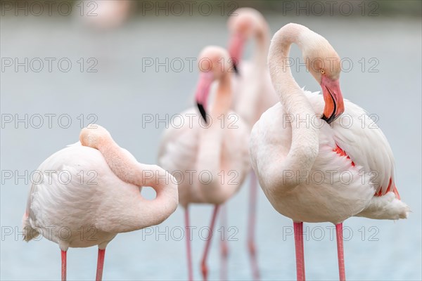 Greater Flamingos