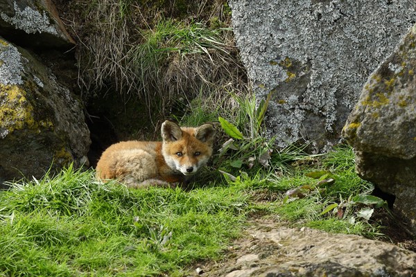 Red fox