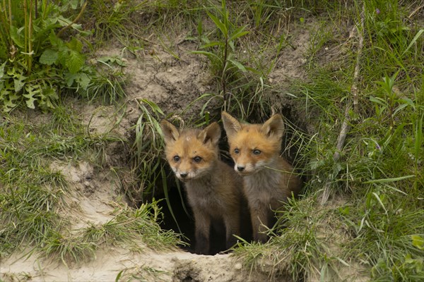 Red foxes