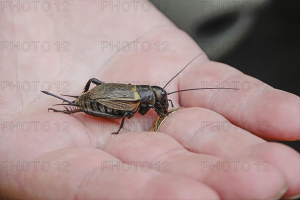 Field cricket