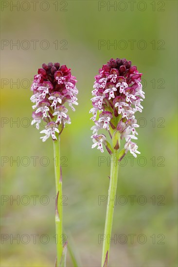 Burnt-tip orchid