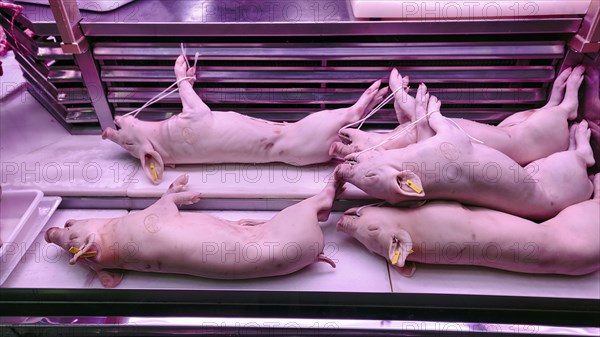 Slaughtered piglets