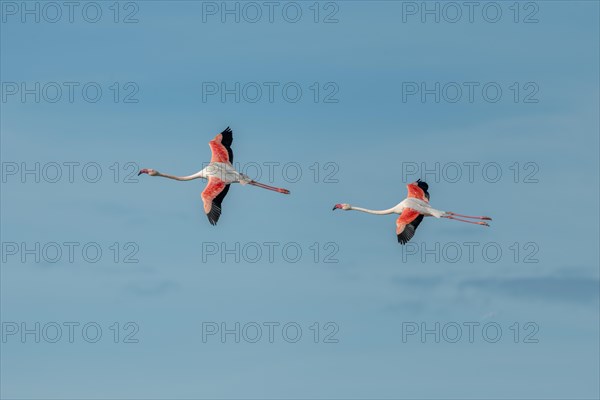 Greater Flamingos