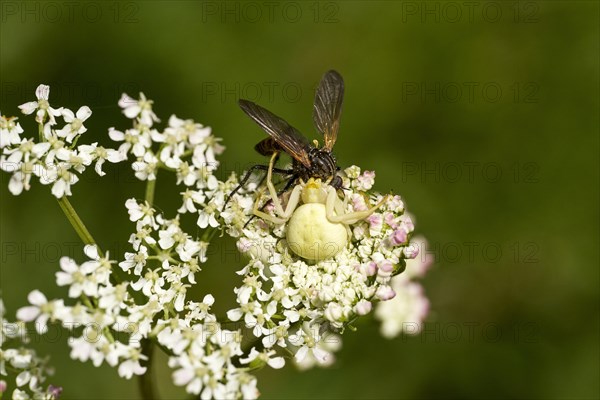 A goldenrod crab spider