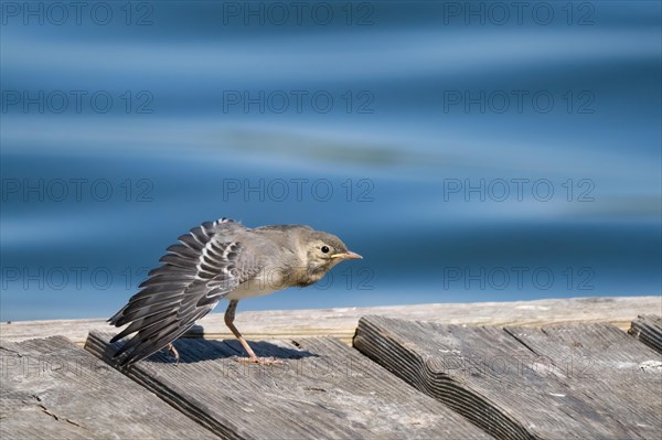 Juvenile white wagtail