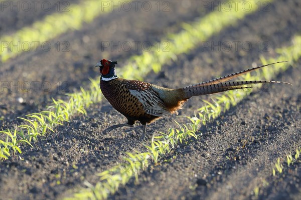 Pheasant