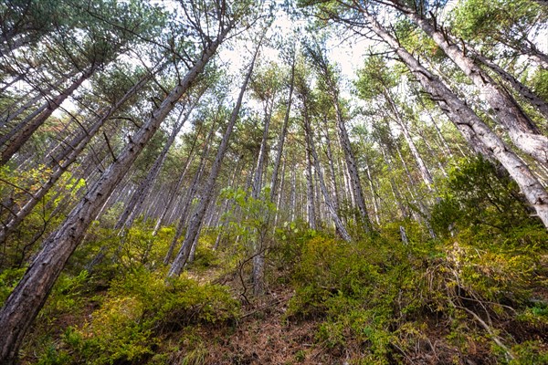 Trees in the Verdon Gorge