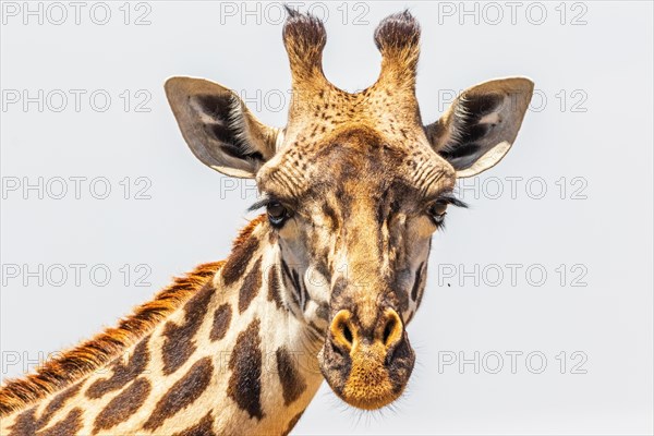 Close up at a Giraffe looking in to the camera in Maasai Mara National Reserve