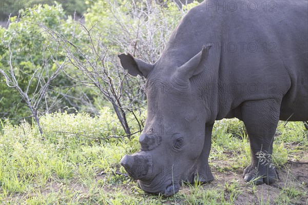 Southern white rhinoceros