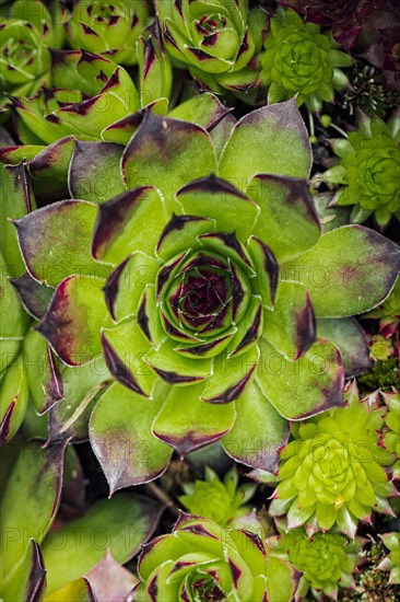 Limestone houseleek