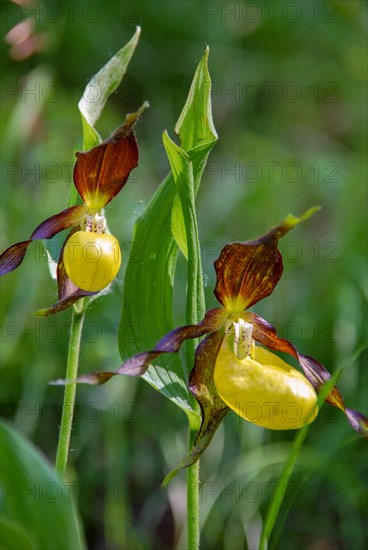 Lady's slipper