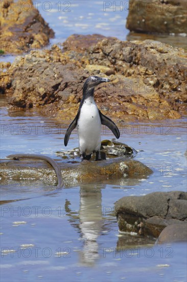 African Penguin