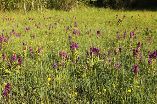 Broad-leaved orchid