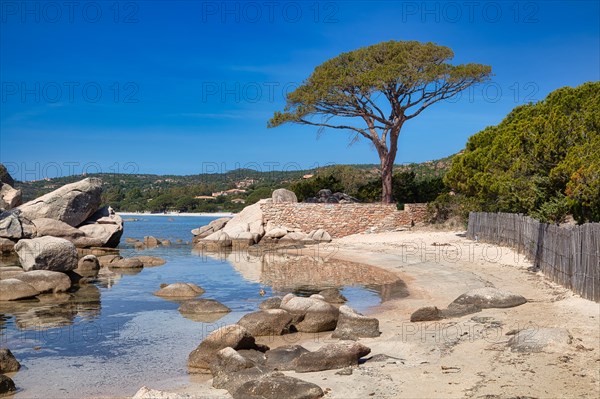 Beach and pine trees