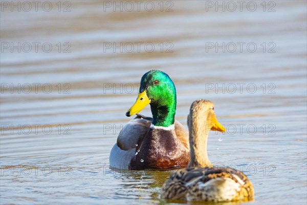 Mallard