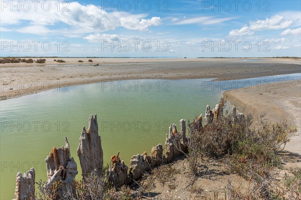 Typical landscape in a lagoon of the Rhone delta in the Camargue. Saintes Maries de la Mer