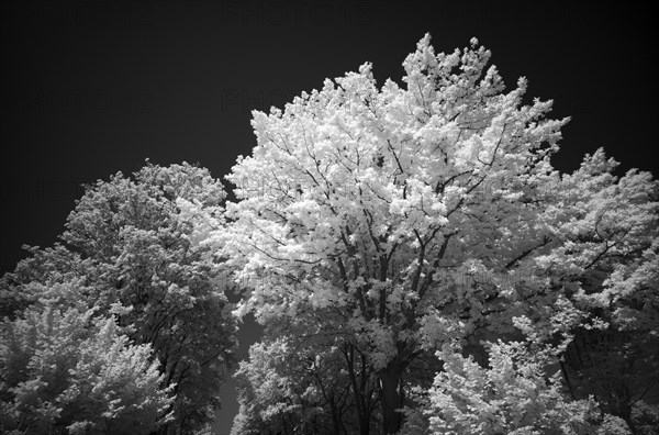 Mixed forest