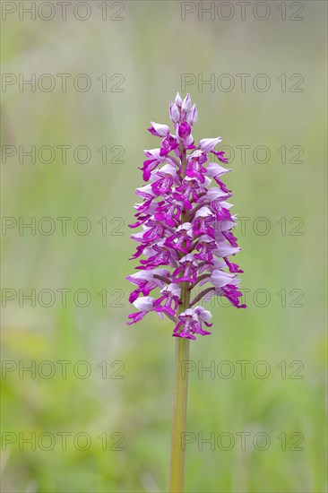 Flower of the helmet orchid