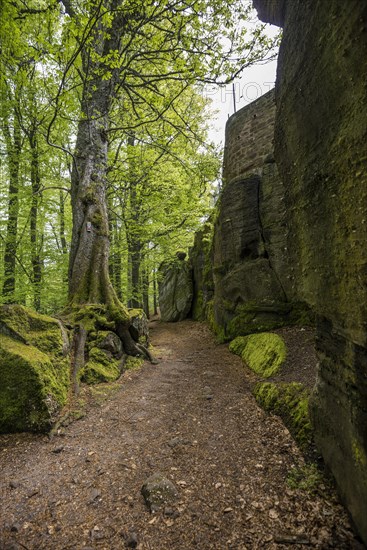 Hiking trail and rocks