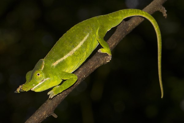 Male petter's chameleon