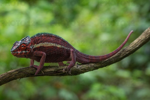 Male panther chameleon