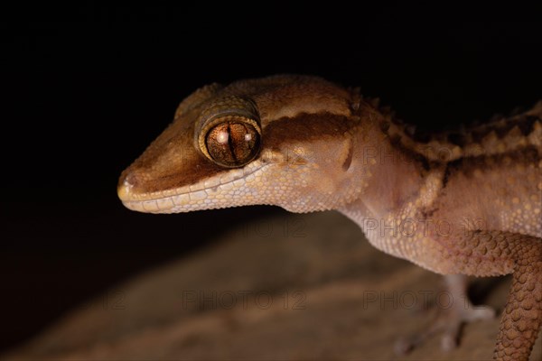 Stumpff's ground gecko