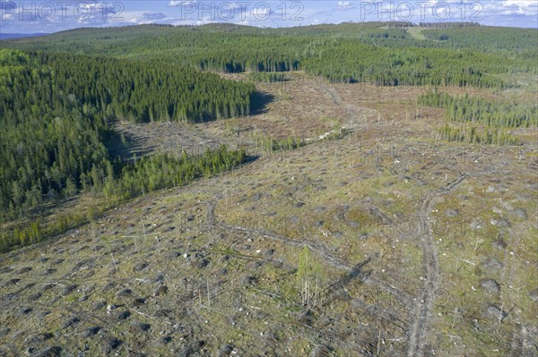 Aerial view over Swedish clearcut area