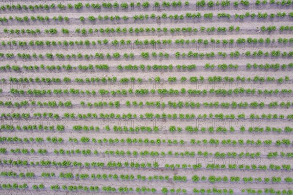 Aerial view over rows of green shoots of potato