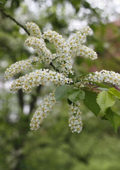 European bird cherry