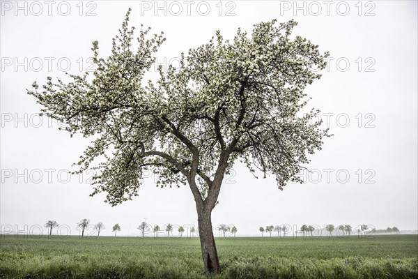 Trees stand out in dreary weather in Vierkirchen