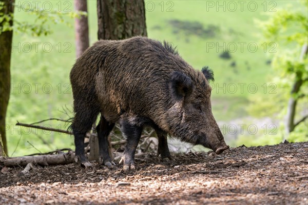 Wild boar