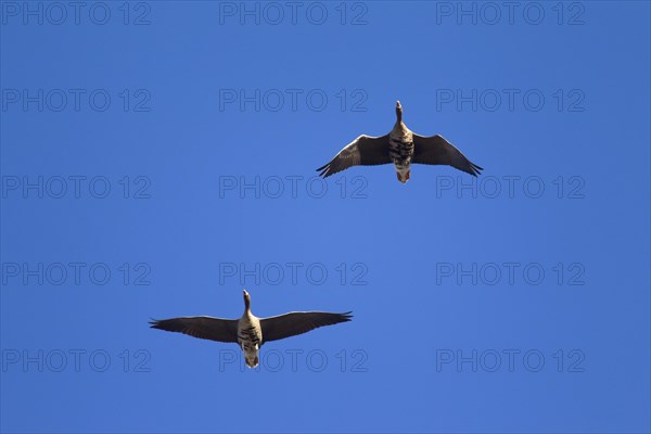 Two European White-fronted Geese